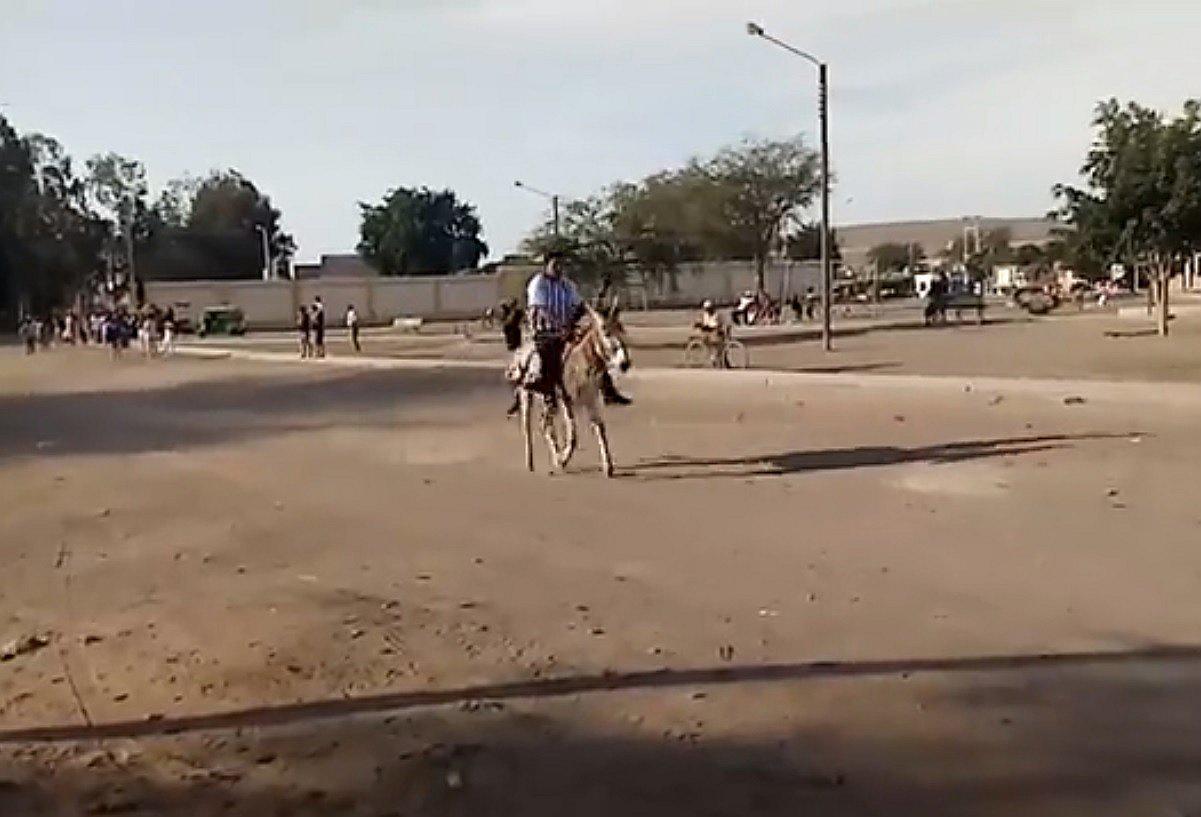 Festival de la Menestra tuvo su carrera de burros en Ocucaje
