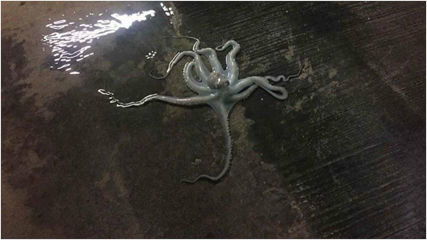 Un hombre encontró esta especie marina en su garaje (FOTOS)