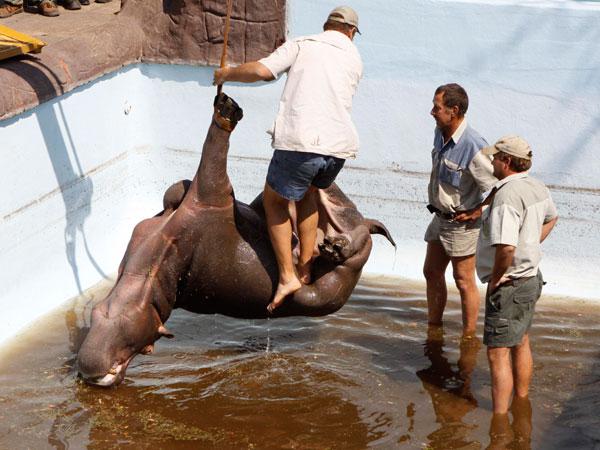 Hipopótamo murió atrapado en la piscina donde se refugió