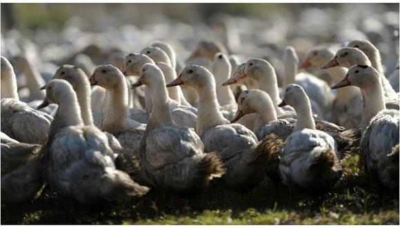 ​Francia sacrificará 600.000 patos para combatir epidemia de gripe aviar