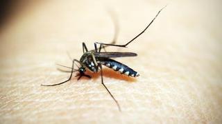 La Libertad: Niña de 8 años es la primera víctima del dengue hemorrágico