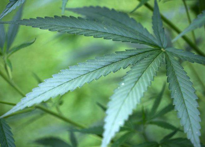 Presentan proyecto de ley para despenalizar uso de marihuana en Paraguay