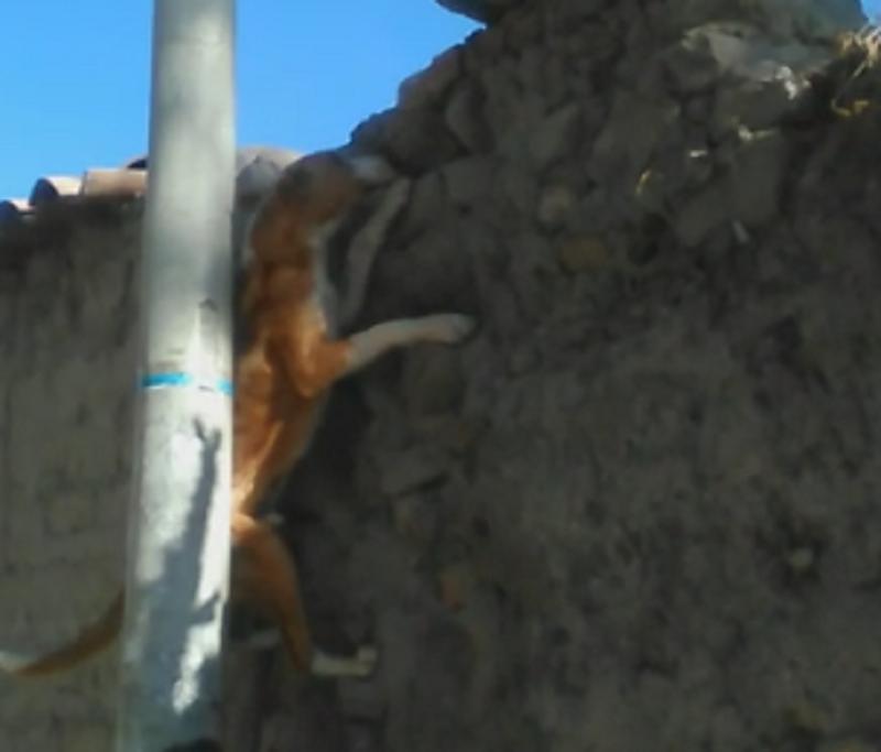 ​Increíble: Perrito escala pared de adobe para ver a su amada