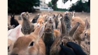 Colombia hace historia y prohíbe las pruebas de cosméticos en animales 