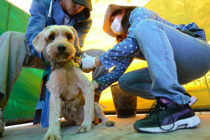 11 mil canes fueron vacunados en Arequipa para controlar casos de rabia