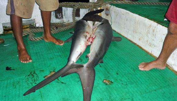 Ecuador decomisa 40 tiburones en operativo contra pesca ilegal