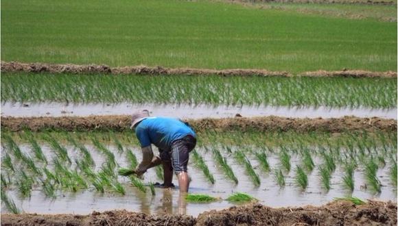 Lambayeque: 30,000 productores de arroz alistan marcha contra "competencia desleal"