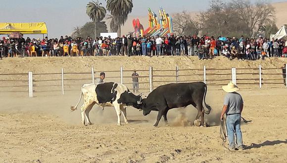 Tribunal Constitucional debate demanda contra las corridas de toros, peleas de gallos y otros eventos