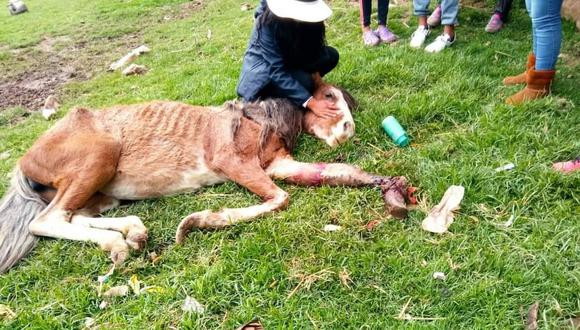 Los animalistas rechazaron el maltrato animal y llamaron a que las autoridades cumplan su rol de fiscalizar este tipo de hechos. (Foto: Difusión)