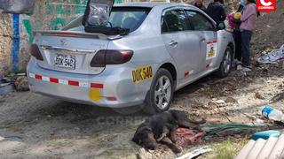 Huancayo: duermen a perro con somnífero y encierran a familia para desmantelar vehículo