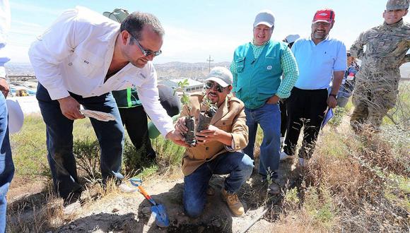 Seal reforestó terreno en Paucarpata con mil plantones de queñua