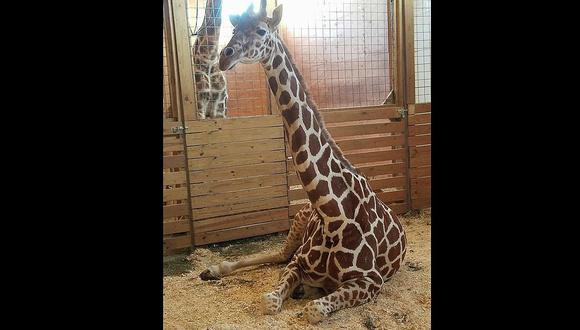 Conoce a April, la jirafa embarazada más querida en internet (FOTOS)