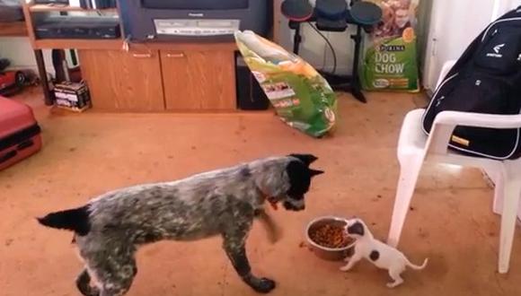 Cachorrito se enfrenta a perro adulto por comida