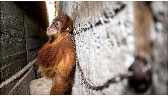 Bebé orangután esperó por un año encadenado entre dos paredes para ser rescatado