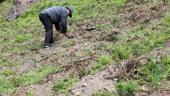 Plagas afectan 700 hectáreas de cultivo de quinua y 300 de papa 