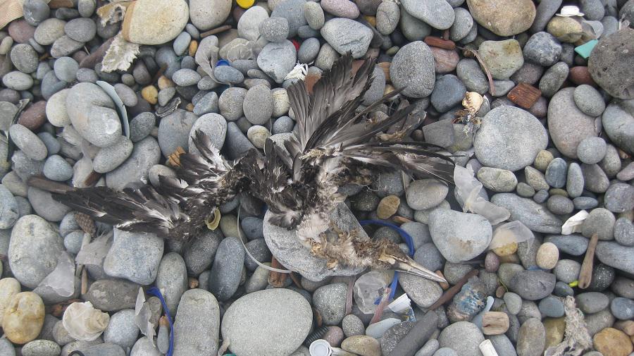 ​Animales muertos y más de 60 toneladas de basura fueron recogidos en la Playa Carpayo