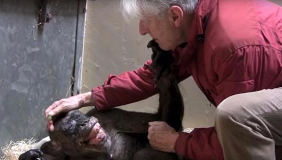 Chimpancé a punto de morir reconoce a viejo amigo y conmueve la red (VIDEO)
