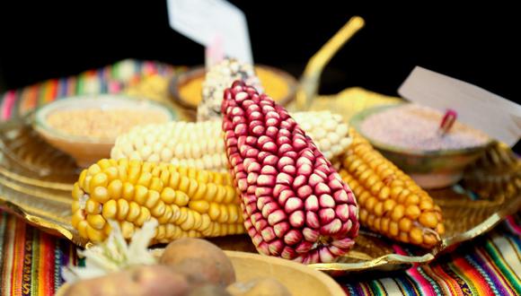 Agricultores de Cusco recuperan variedades de papa, maíz y quinua en riesgo de desaparición.
