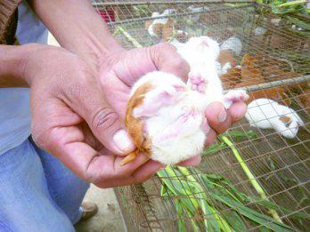 Nace cuy con cinco patas