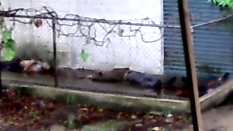 Youtube: Video muestra como policías venezolanos fusilan a un detenido [VIDEO] | Youtube | 
