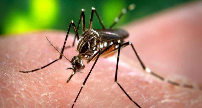 ​Alerta: EE.UU. registró el primer caso de zika por transmisión sexual 