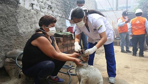 El Agustino: Brindaron atención a mascotas tras incendio