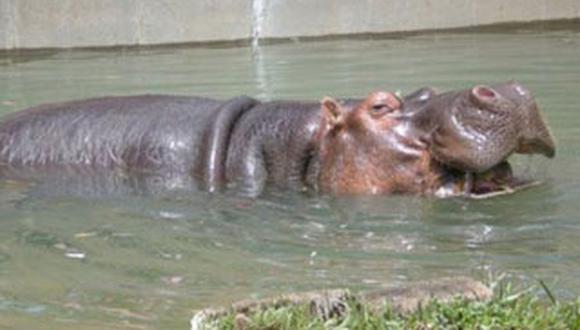 La hipopótamo en cautiverio mas anciana del mundo muere a los 62 años  