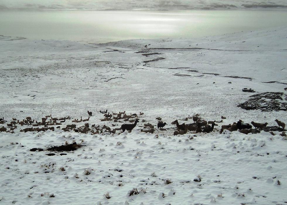 Huancavelica: Centro poblados soportan 30 horas de nevada (FOTOS)