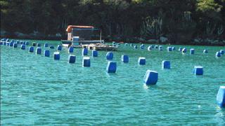 Piura: Establecen plan de manejo en la isla Lobos de tierra