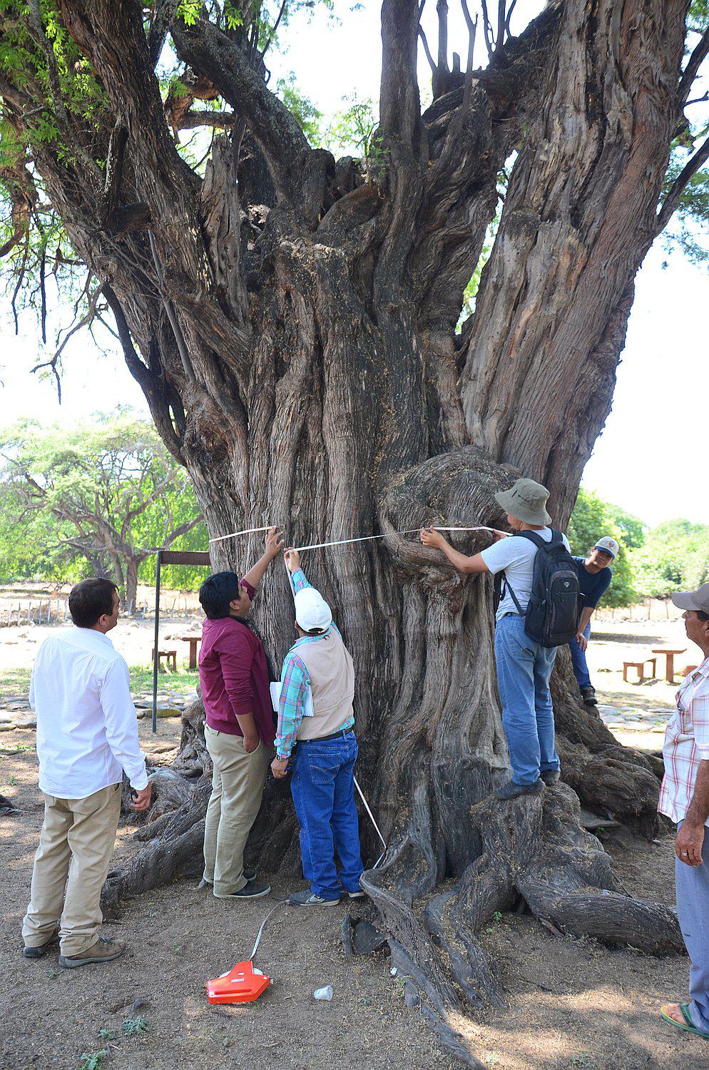 Piura: Inician prueba de datación del "Algarrobo Rey" de Tambogrande