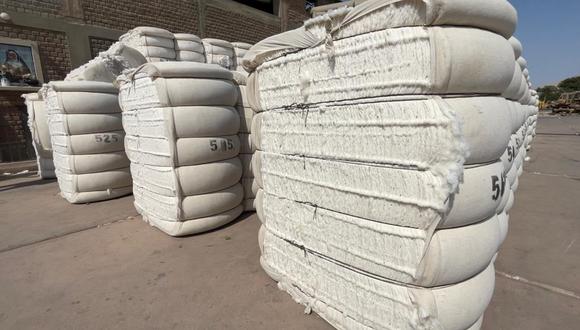 Ica: Producción del algodón crece en 25% a comparación del año pasado.