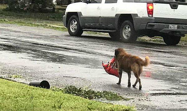 Facebook: Otis, el perrito que escapó del huracán Harvey con una bolsa de comida