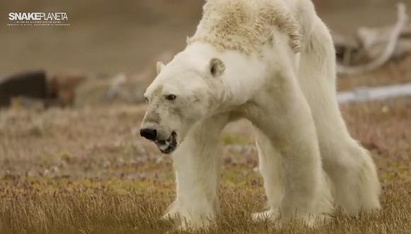 ​Desgarrador video muestra a un oso polar agonizando de hambre en el Ártico