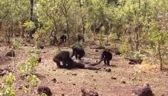 ​YouTube: Chimpancés matan al líder de la manada y se lo comen