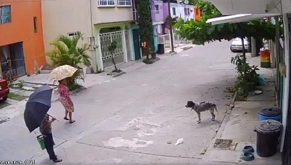 ​Captan a mujer robando plato para comida a perro (VIDEO)