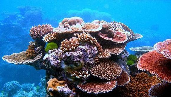 La geoingeniería climática puede salvar los arrecifes de coral