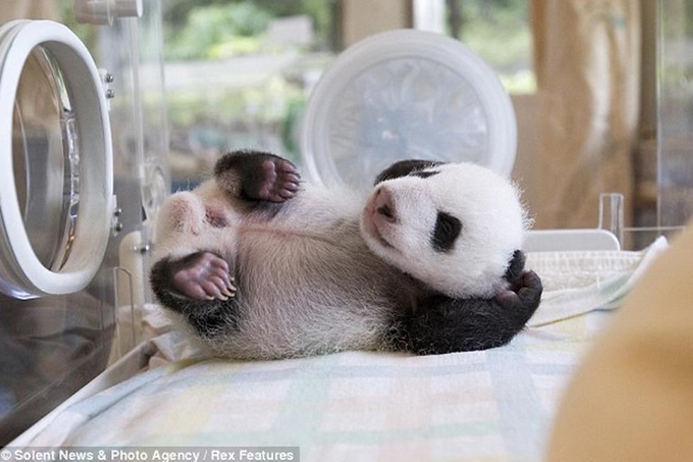 Fotos: Mira cómo saluda un oso Panda recién nacido