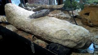 Así luce la cola de un armadillo gigante de hace 700.000 años descubierta en Argentina
