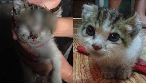 Gata fue rescatada de torturadores que le cosieron sus párpados, nariz y orejas 