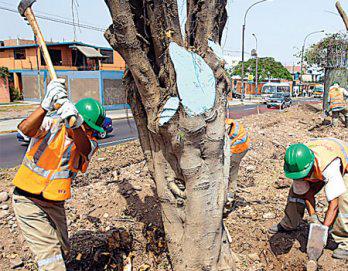 "Arboricidio" en la avenida Aviación