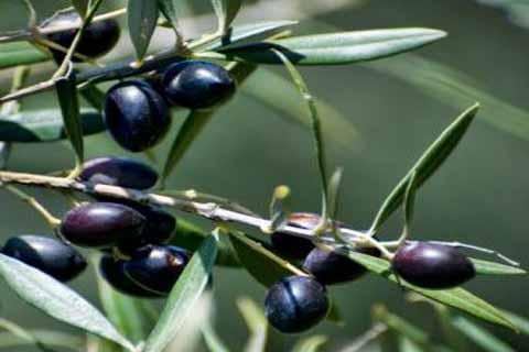 Se duplica producción de olivo en Ilo