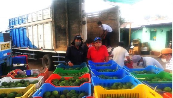 Producción de palta se fortalece en Ayacucho