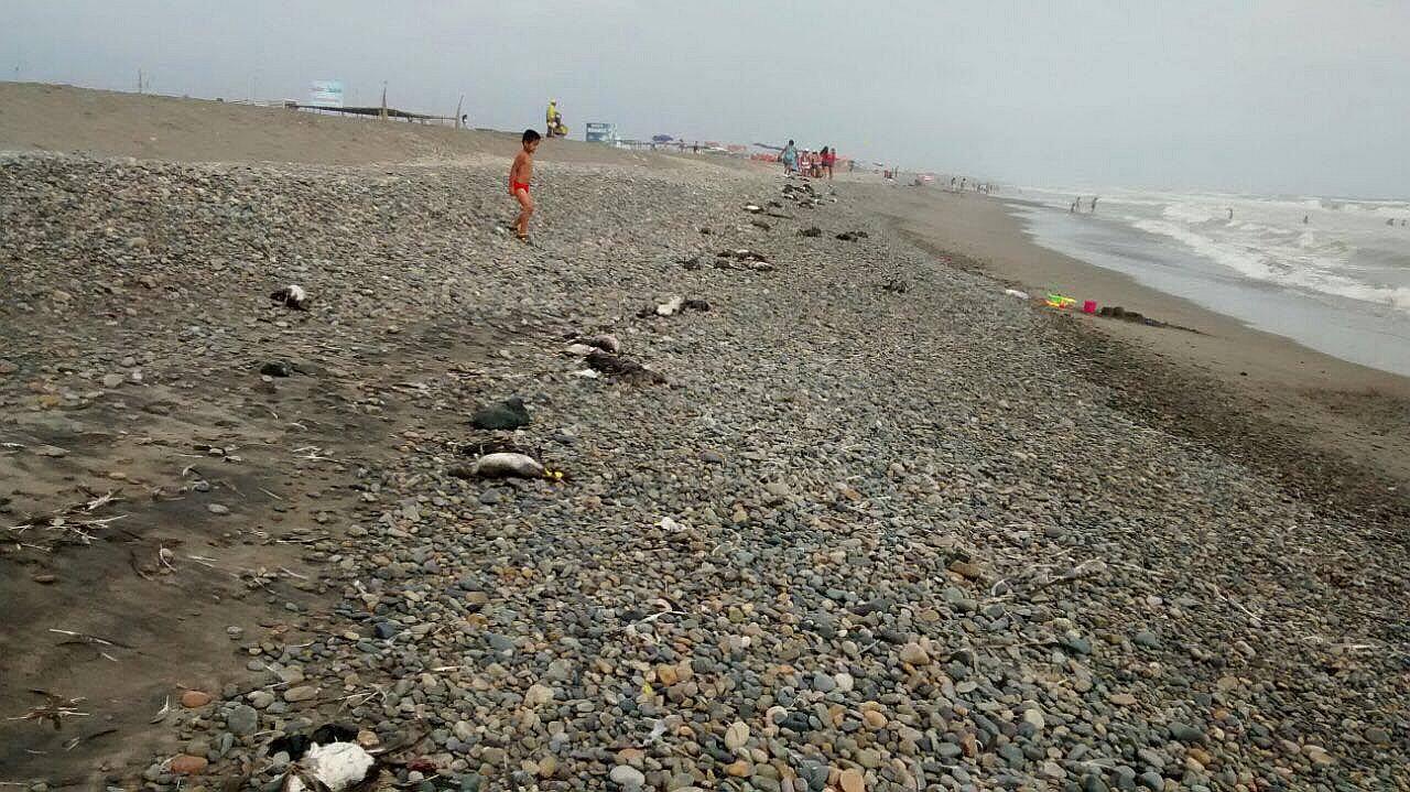 Trujillo: Más de 200 aves muertas en el litoral de Huanchaco