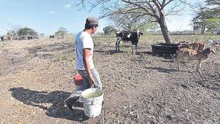 Tumbes: Sequía en Casitas afecta al ganado