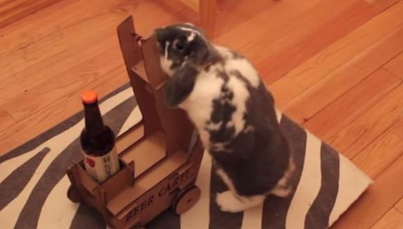 YouTube: Conejo sabe llevar cervezas a sus amos (Video)