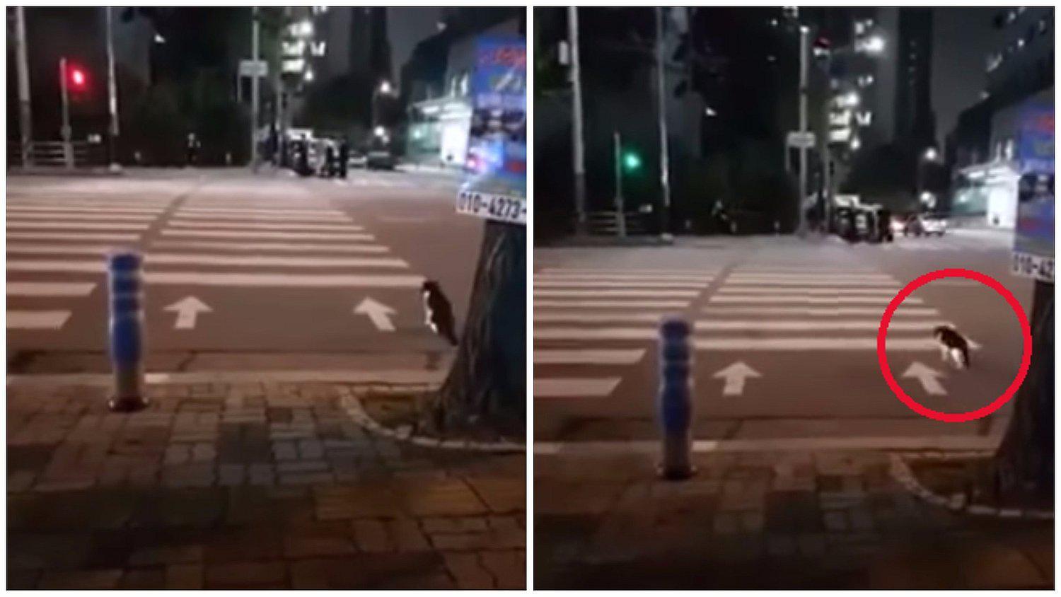 YouTube: astuto gato impacta al esperar la luz verde para cruzar (VIDEO)