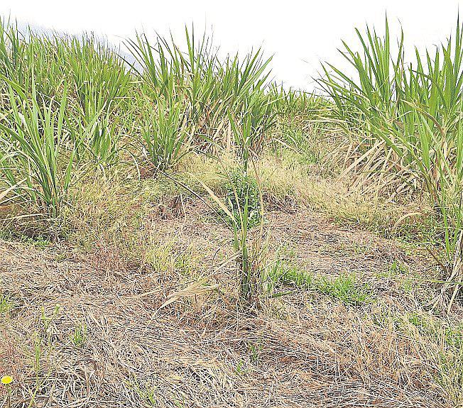 La Libertad: Sequía afecta a los hombres de campo
