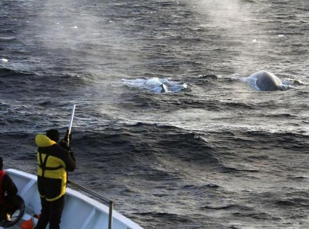 ​Logran grabar más de 40.000 cantos de ballenas azules en la Antártida