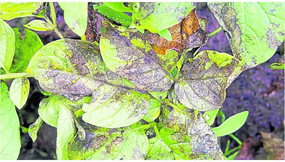 ​Exceso de lluvias genera plagas en cultivos de Junín 