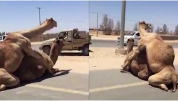 Dos camellos sorprendieron al aparearse en plena carretera (VIDEO)